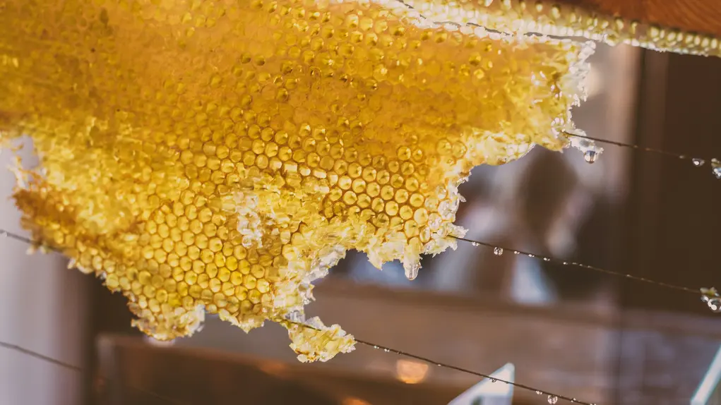 honey harvesting